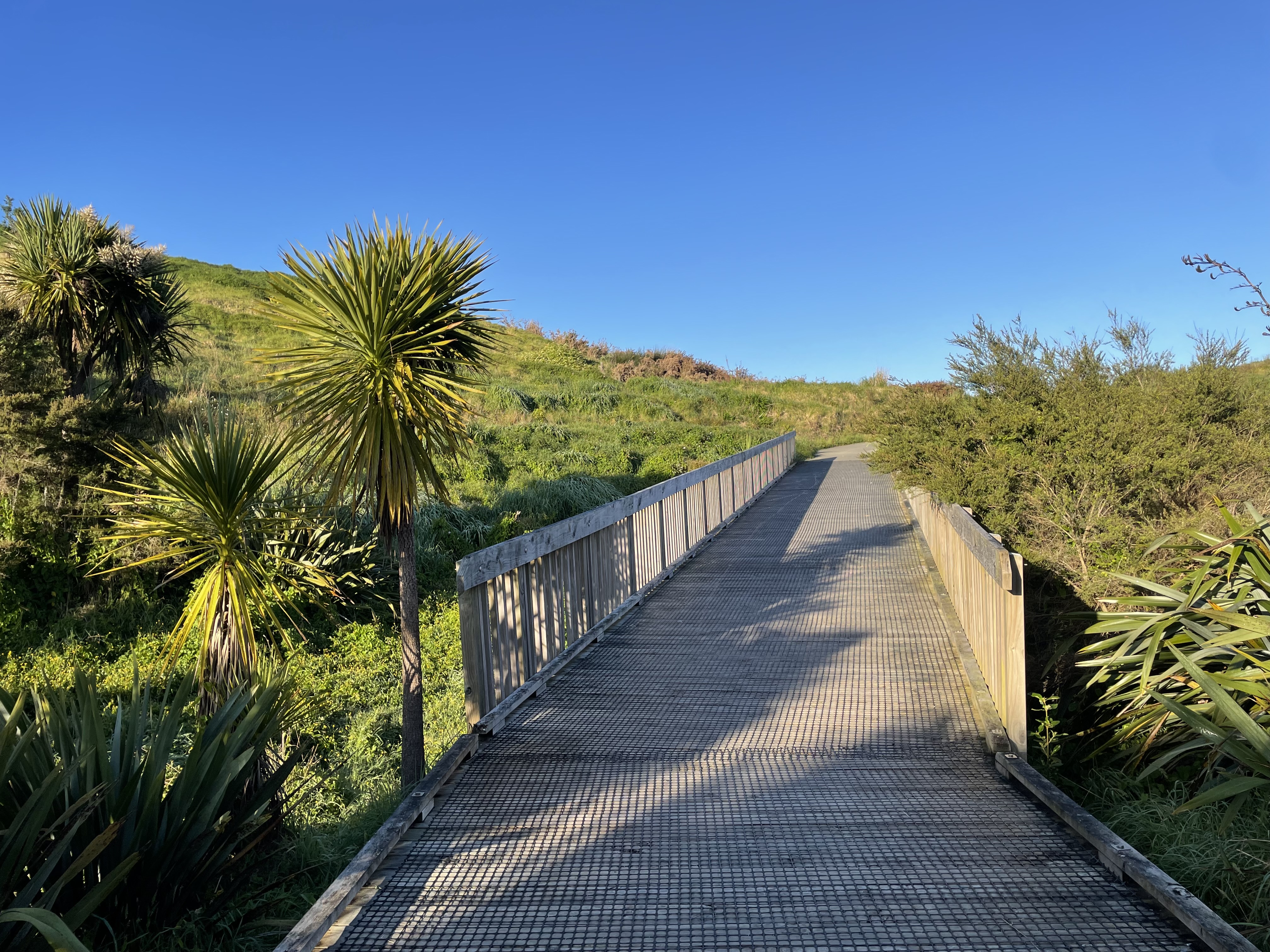 A wooden boardwalk leads through lush green vegetation under a clear blue sky. Tall grasses and spiky plants line the path, evoking a serene, sunny vibe.
