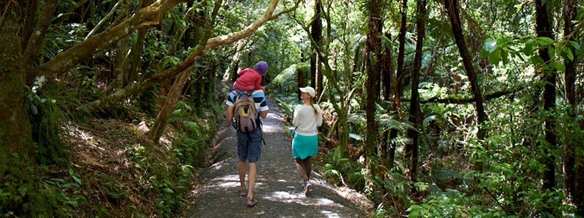 Bridal Veil Falls scenic walk is located near Raglan in the Waikato