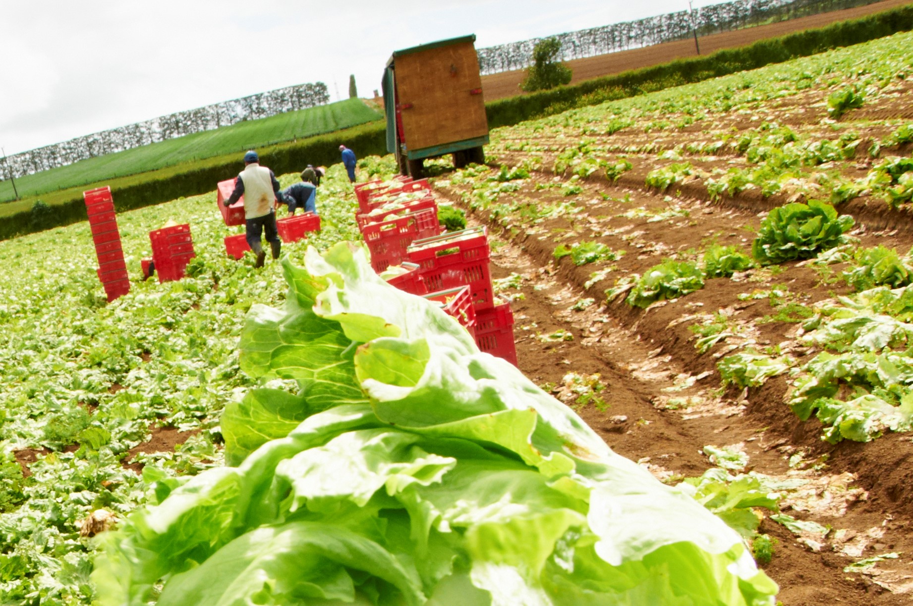 market gardens